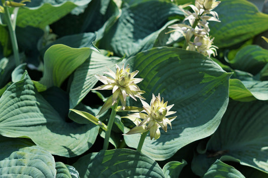 Queen of the Seas Hosta
