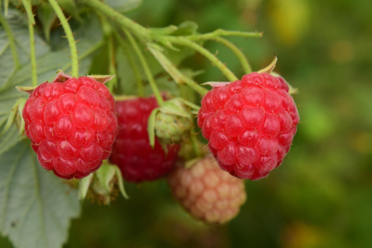 Indian Summer Everbearing Raspberry