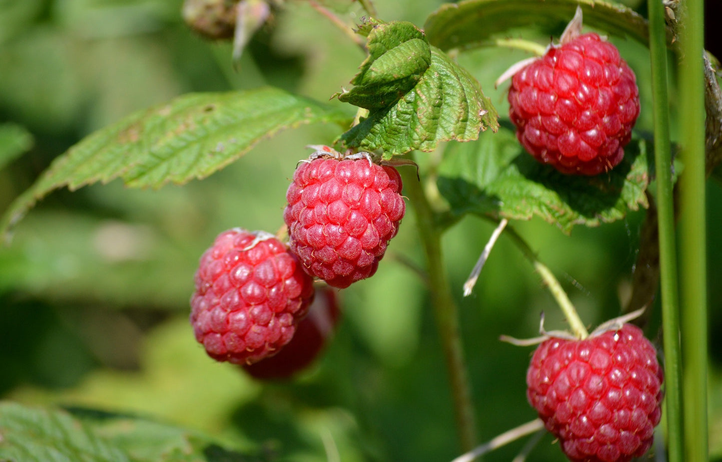 Indian Summer Everbearing Raspberry