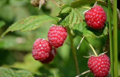 Indian Summer Everbearing Raspberry