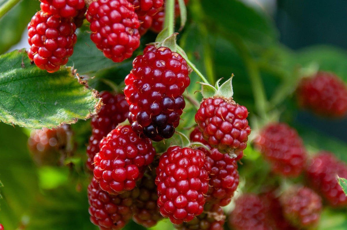 Summerlasting Raspberry Indian Summer Everbearing Raspberry – Maya Gardens, Inc.