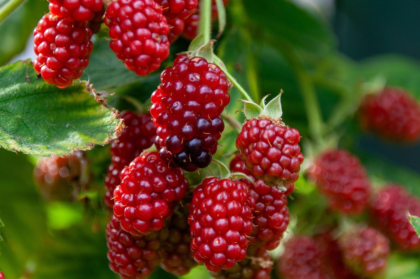 Indian Summer Everbearing Raspberry