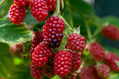 Indian Summer Everbearing Raspberry