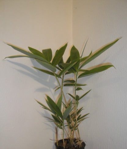 Indocalamus Tessellatus Bamboo