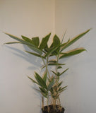 Indocalamus Tessellatus Bamboo