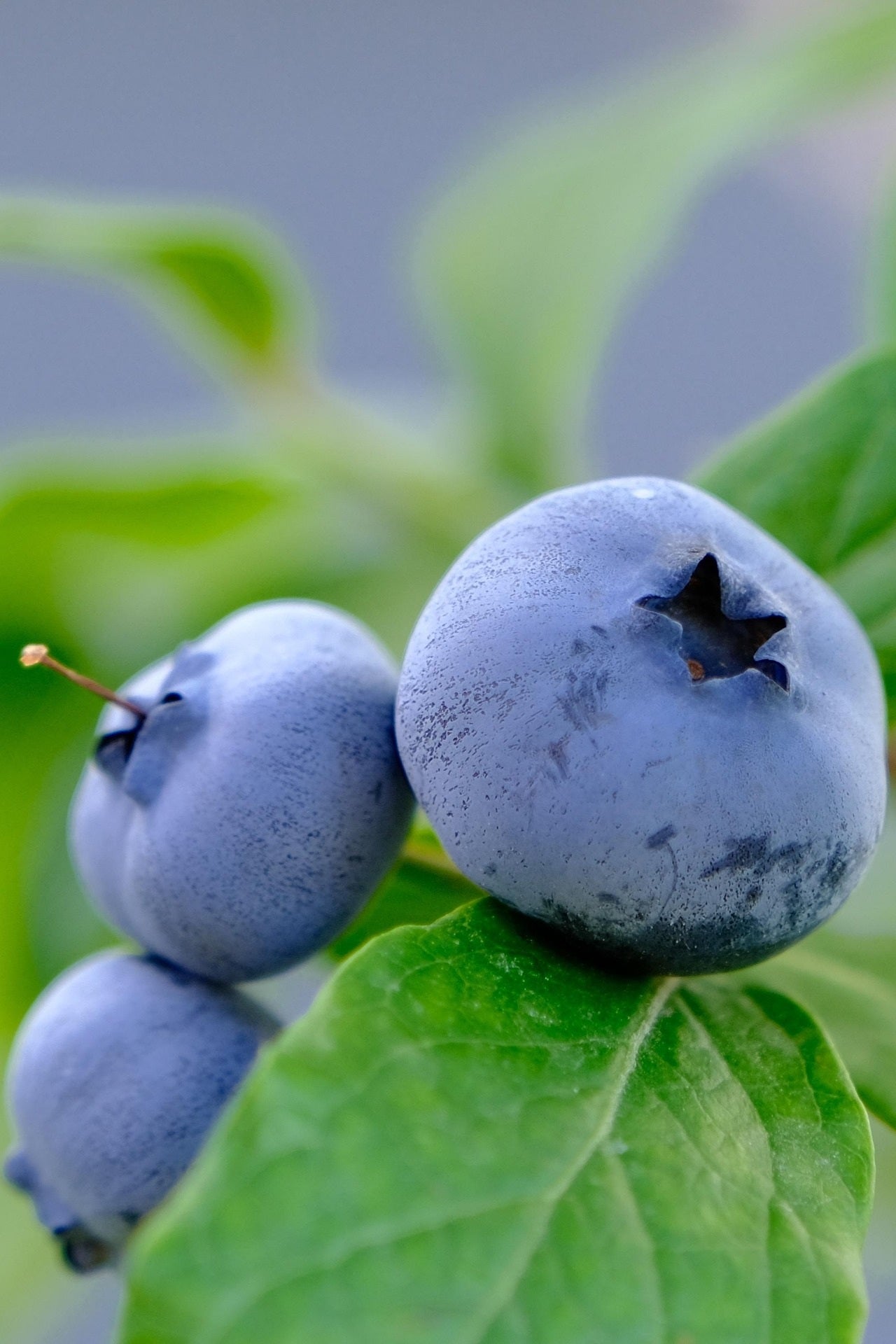 Jersey Blueberry