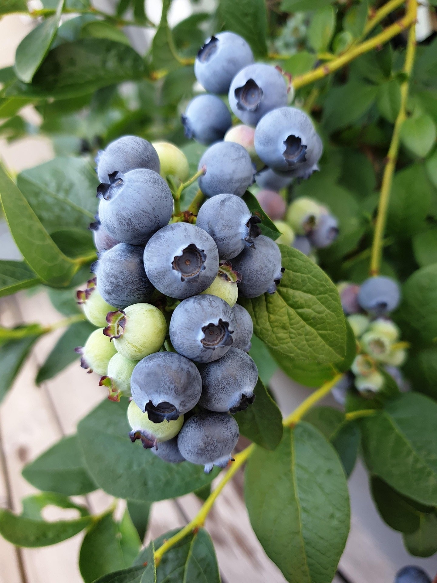 Jersey Blueberry