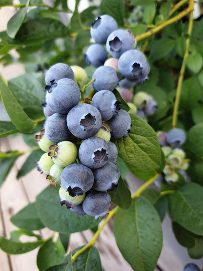 Jersey Blueberry