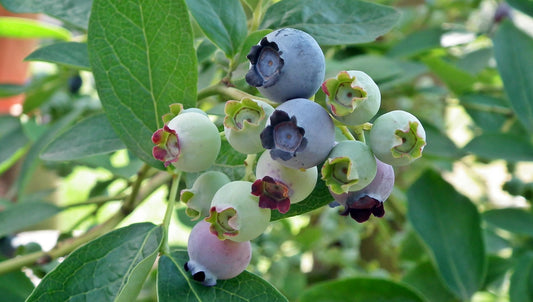 Jubilee Blueberry