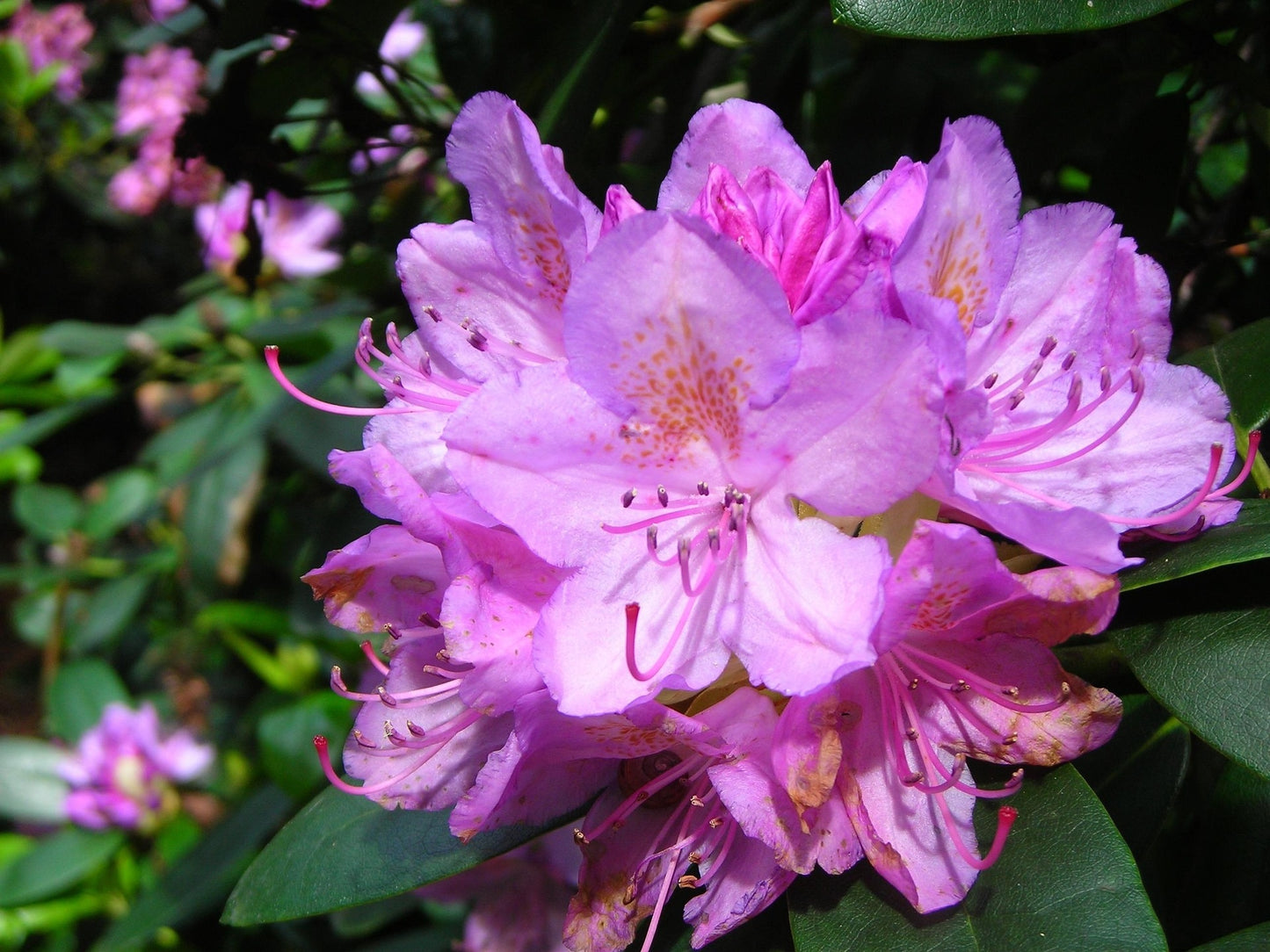 June Pink Rhododendron
