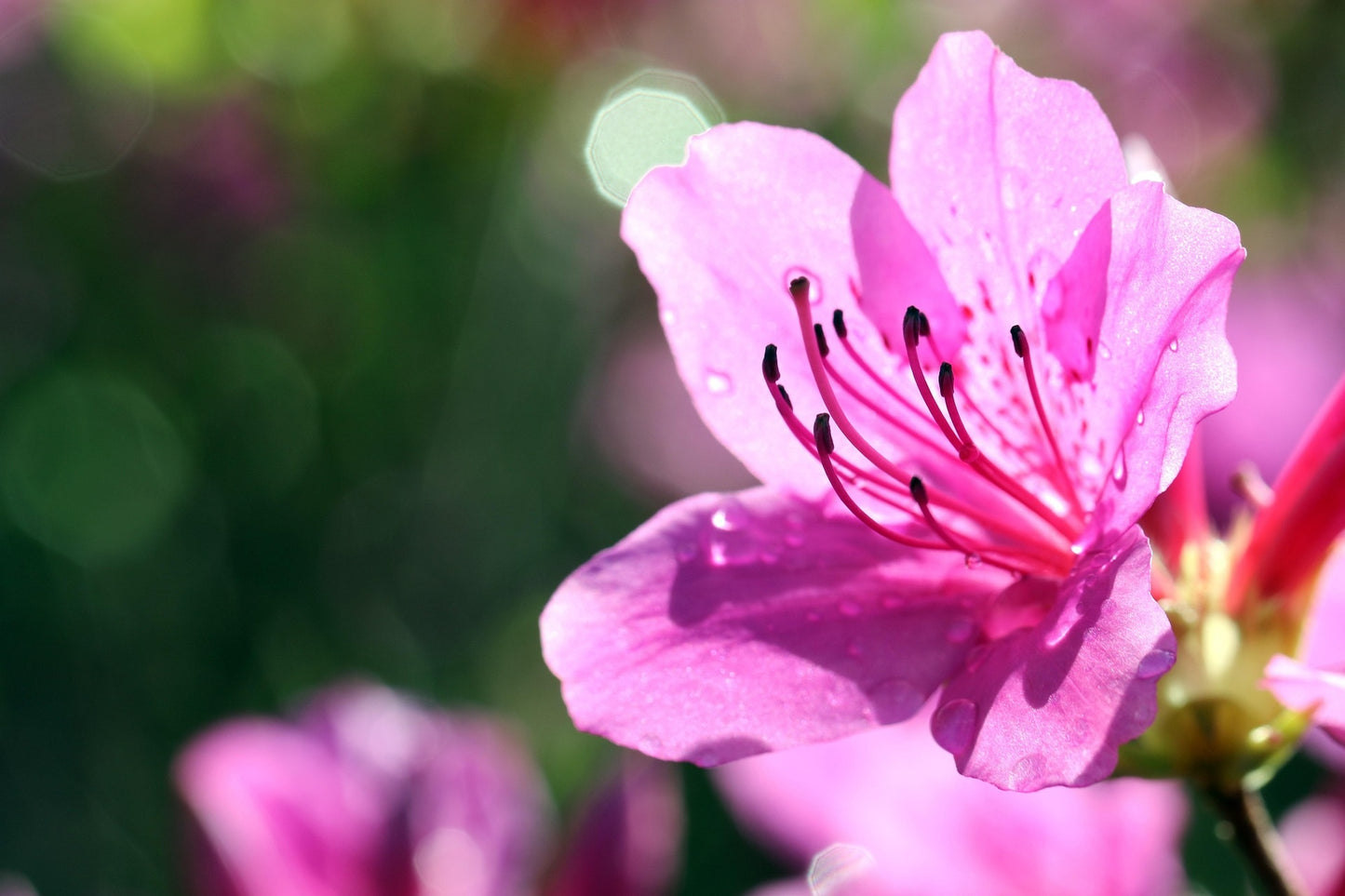 June Pink Rhododendron