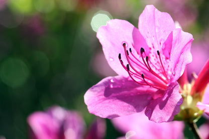 June Pink Rhododendron