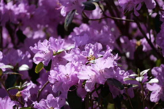 Karin Seleger Rhododendron