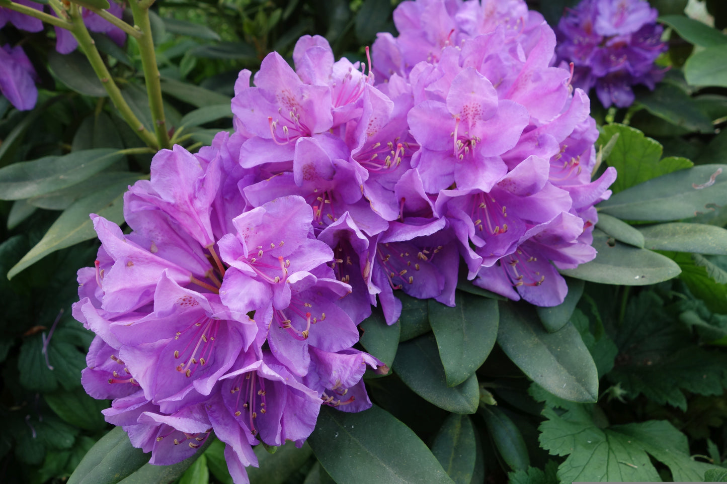 Karin Seleger Rhododendron