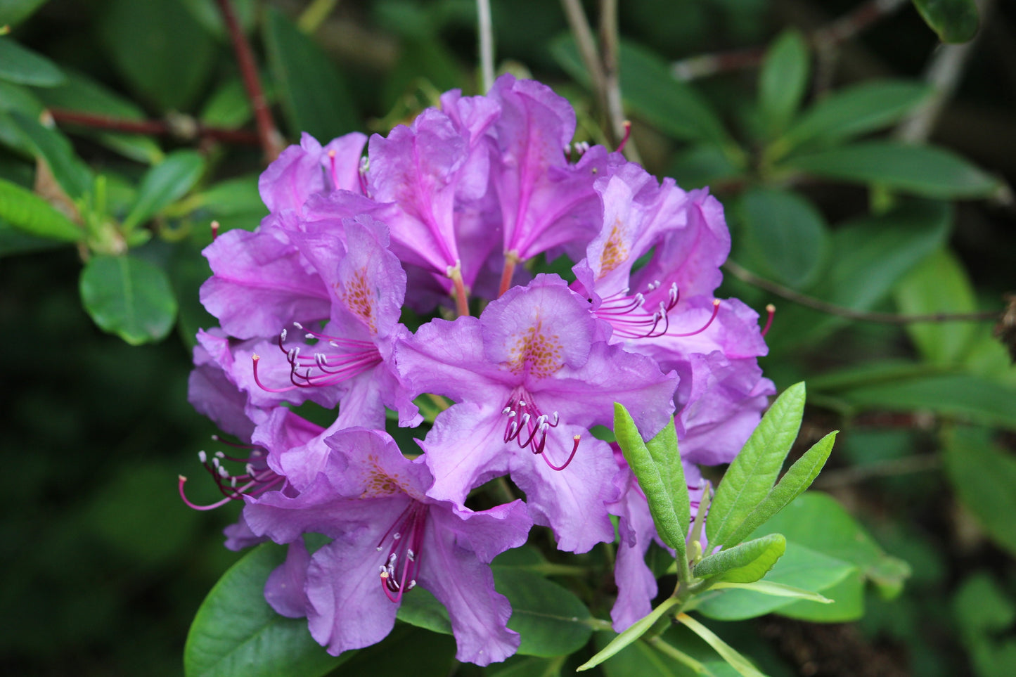 Karin Seleger Rhododendron