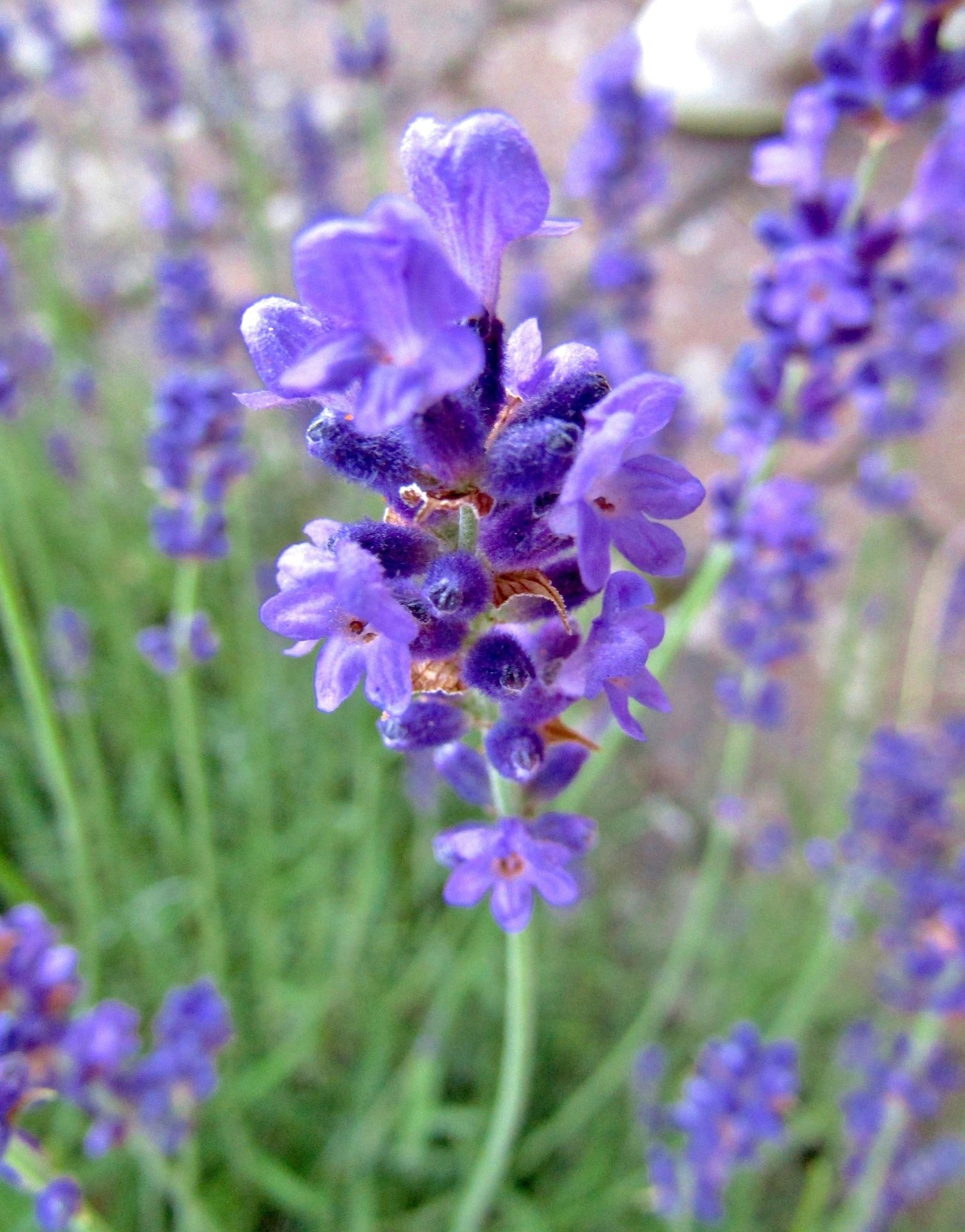 LaDiva Vintage Violet Lavender