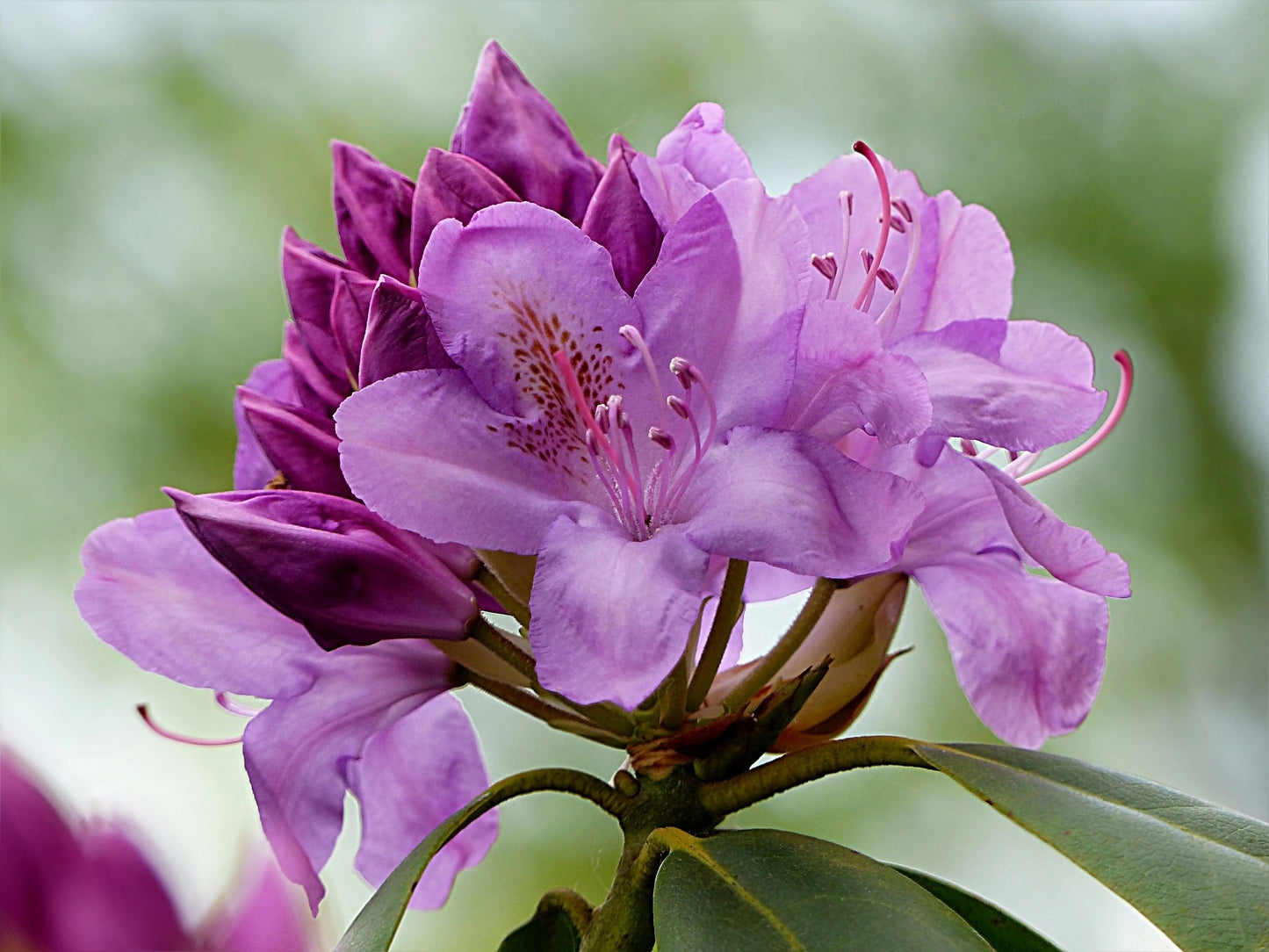 Lavender Princess Rhododendron