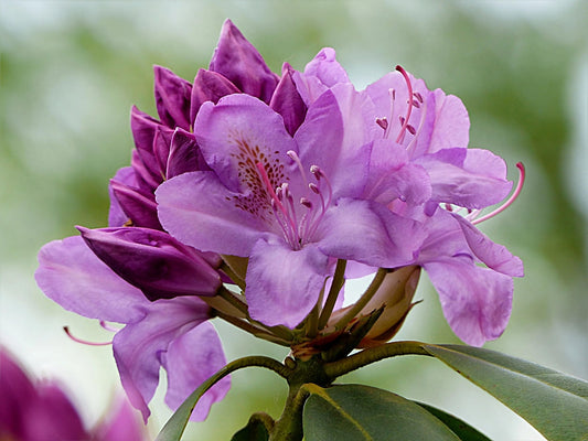 Lavender Princess Rhododendron