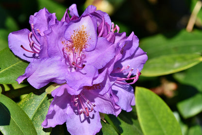 Lavender Princess Rhododendron