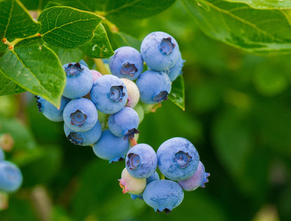 Legacy Blueberry Plant Live – Cold Hardy Berry Bush – Zone 5-8 – Large Sweet Fruit – Outdoor Garden Plant