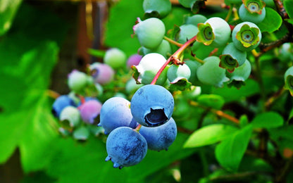 Legacy Blueberry Plant Live – Cold Hardy Berry Bush – Zone 5-8 – Large Sweet Fruit – Outdoor Garden Plant