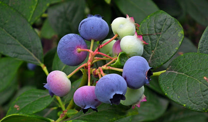 Legacy Blueberry Plant Live – Cold Hardy Berry Bush – Zone 5-8 – Large Sweet Fruit – Outdoor Garden Plant