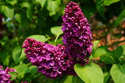 Ludwig Spaeth French Lilac – Cold Hardy Deep Reddish-Purple Shrub – Fragrant – Zone 3-7