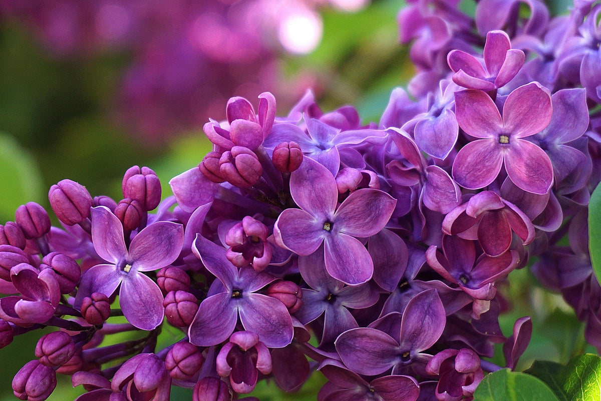 Ludwig Spaeth French Lilac – Cold Hardy Deep Reddish-Purple Shrub – Fragrant – Zone 3-7