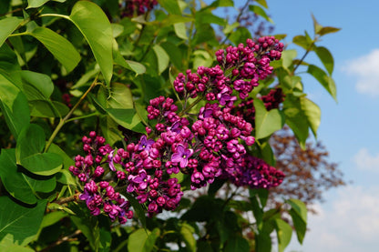 Ludwig Spaeth French Lilac – Cold Hardy Deep Reddish-Purple Shrub – Fragrant – Zone 3-7