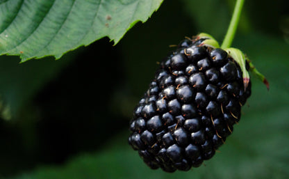 Marionberry Blackberry Plant