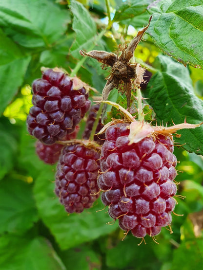 Marionberry Blackberry Plant