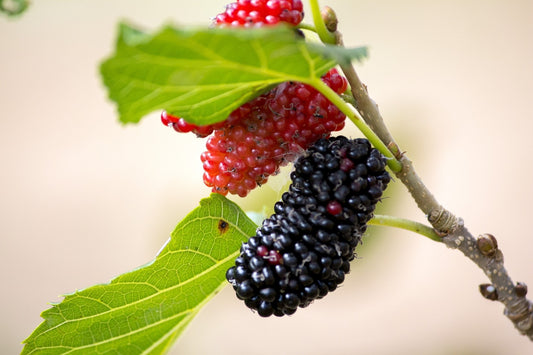 Marionberry Blackberry Plant