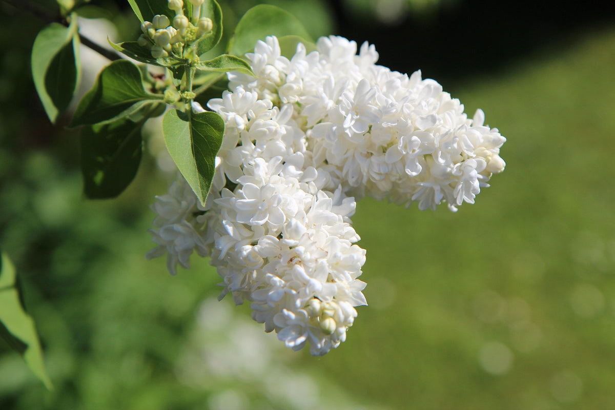 New Age White Lilac