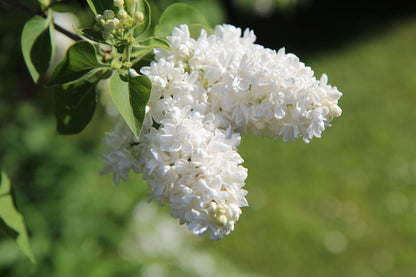 New Age White Lilac