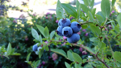 Mini Blues Dwarf Blueberry