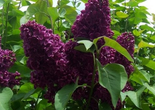 Monge French Lilac Plant Live – Fast Growing Syringa – Purple Flowering Shrub – Fragrant Garden Bush