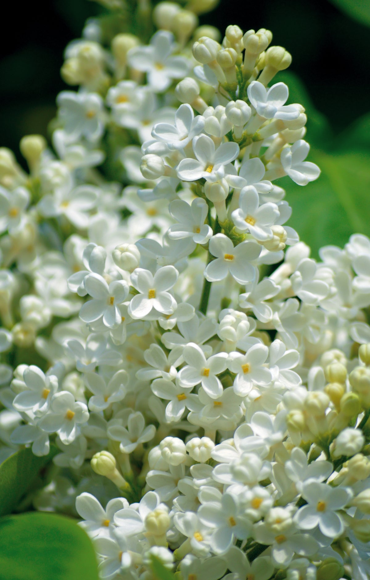 New Age White Lilac