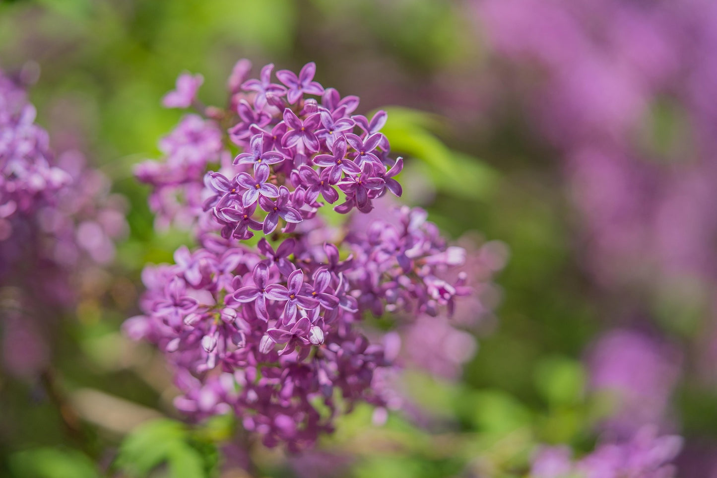 Old Glory Lilac