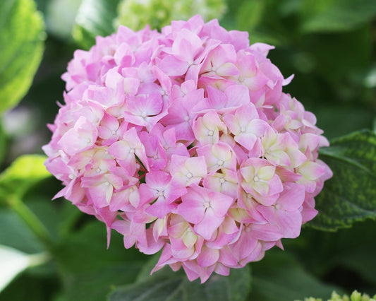 Onyx Flamingo Bigleaf Hydrangea