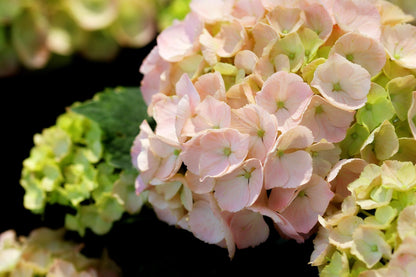 Onyx Flamingo Bigleaf Hydrangea