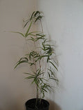 Phyllostachys vivax 'Aureocaulis, Golden Vivax Bamboo
