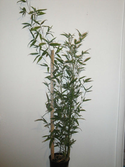 Pleioblastus Simonii 'Variegatus' Bamboo
