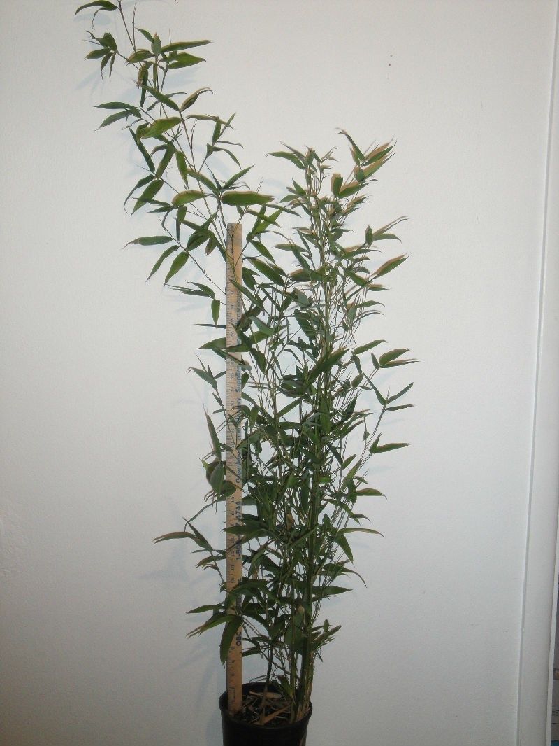 Pleioblastus Simonii  Bamboo