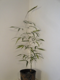 Phyllostachys Nigra Black Bamboo