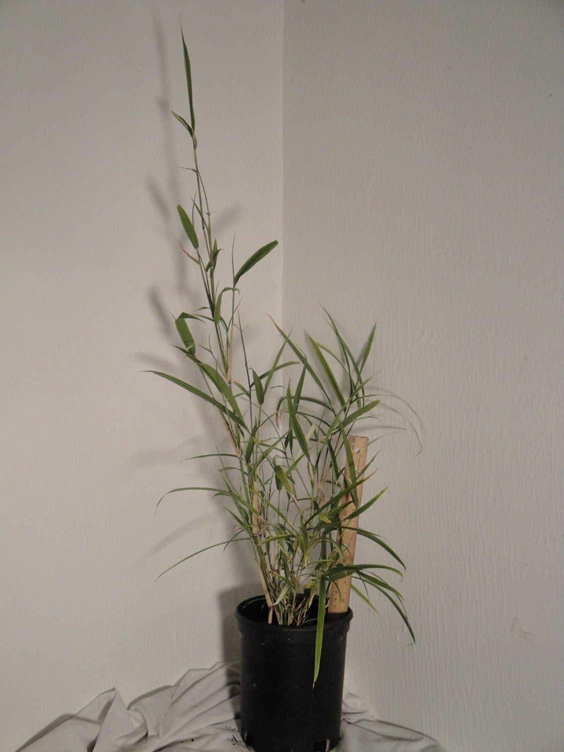 Pleioblastus Simonii 'Variegatus' Bamboo