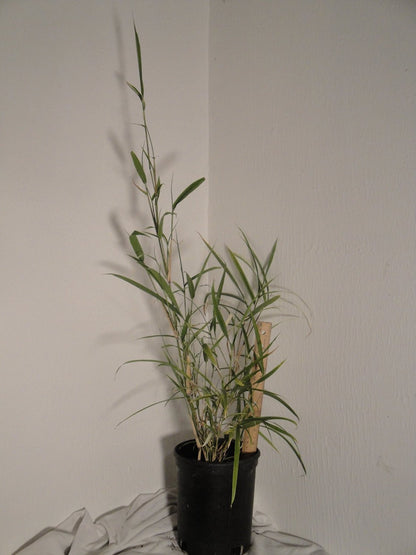 Pleioblastus Simonii 'Variegatus' Bamboo
