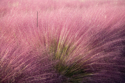 Purple Arrow Little Bluestem Grass (Schizachyrium scoparium ‘Purple Arrow’)