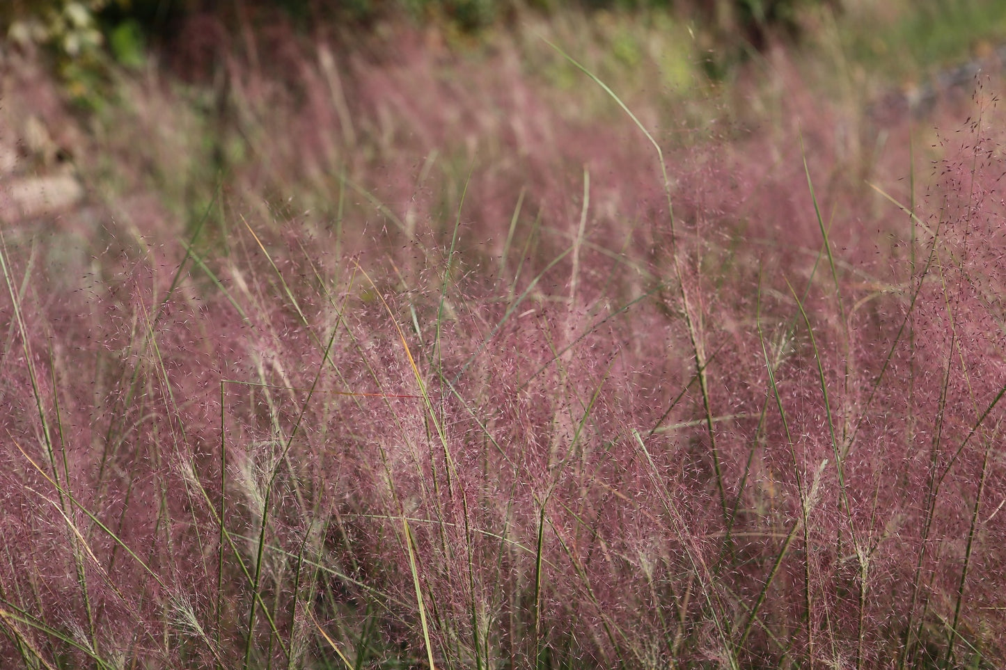 Purple Arrow Little Bluestem Grass (Schizachyrium scoparium ‘Purple Arrow’)