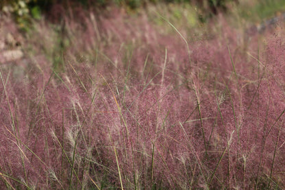 Purple Arrow Little Bluestem Grass (Schizachyrium scoparium ‘Purple Arrow’)