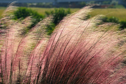 Purple Arrow Little Bluestem Grass (Schizachyrium scoparium ‘Purple Arrow’)